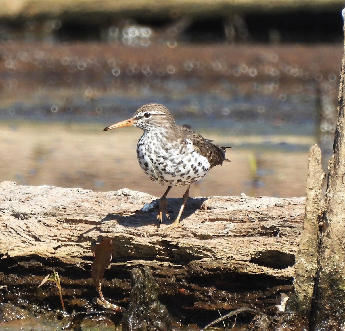 Spotted Sandpiper - ML617100883