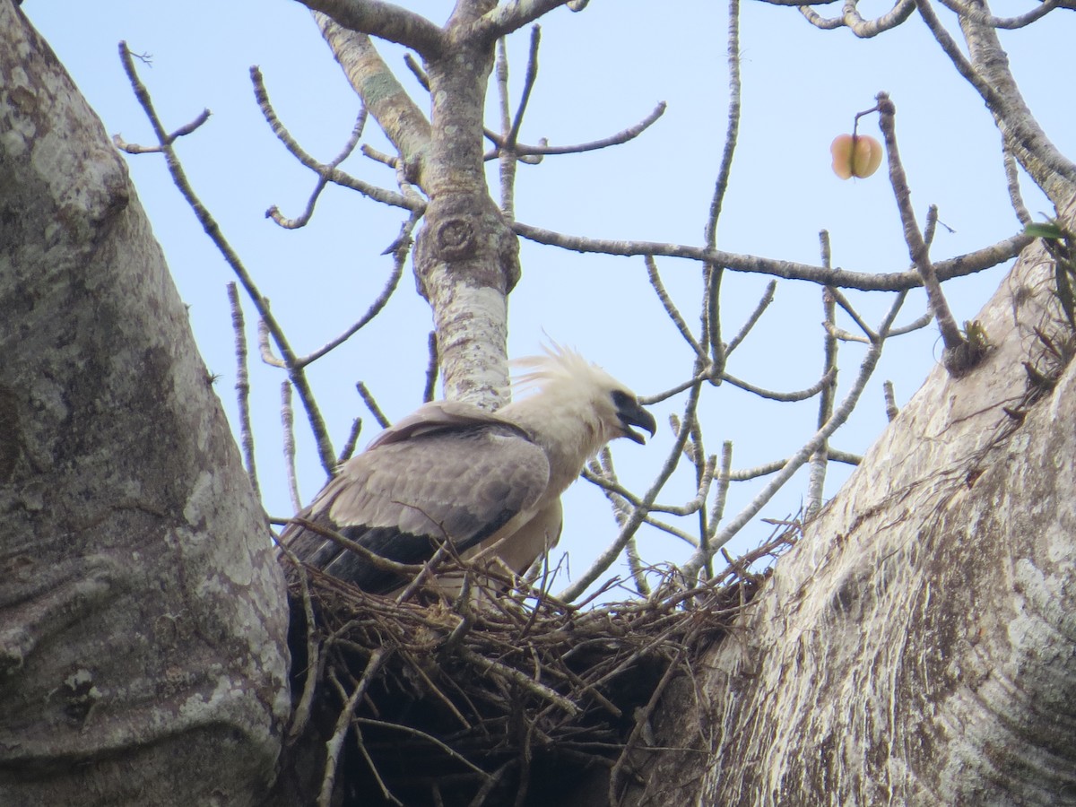 Harpie féroce - ML617100886