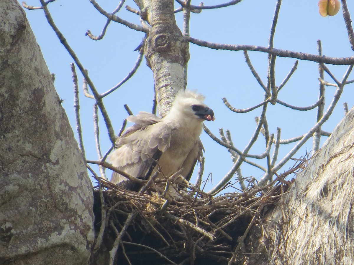 Harpy Eagle - ML617100903