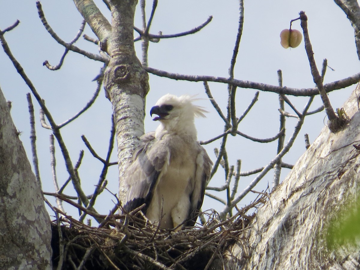 Harpy Eagle - ML617100911