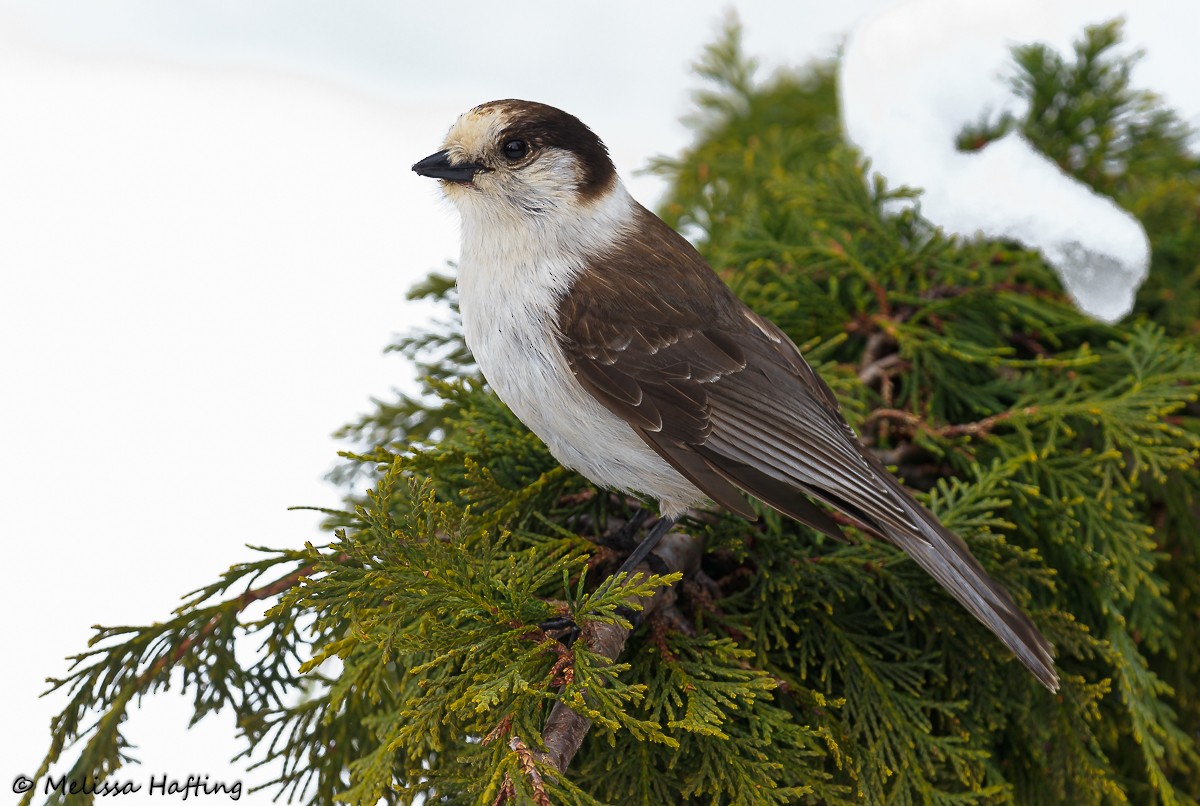 Canada Jay - ML617100925