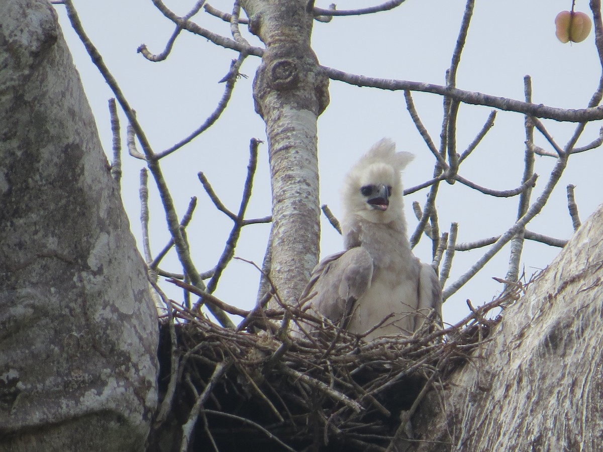 Harpy Eagle - ML617100937