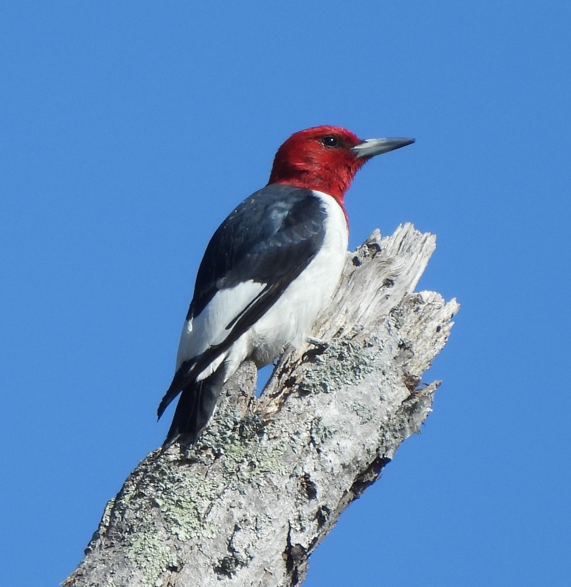 Red-headed Woodpecker - ML617100950