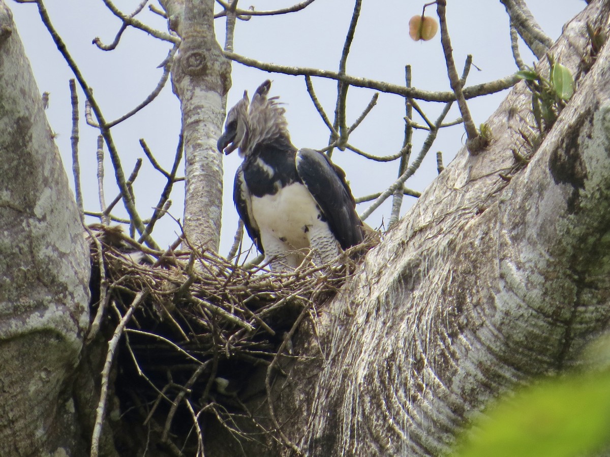 Harpy Eagle - ML617100959