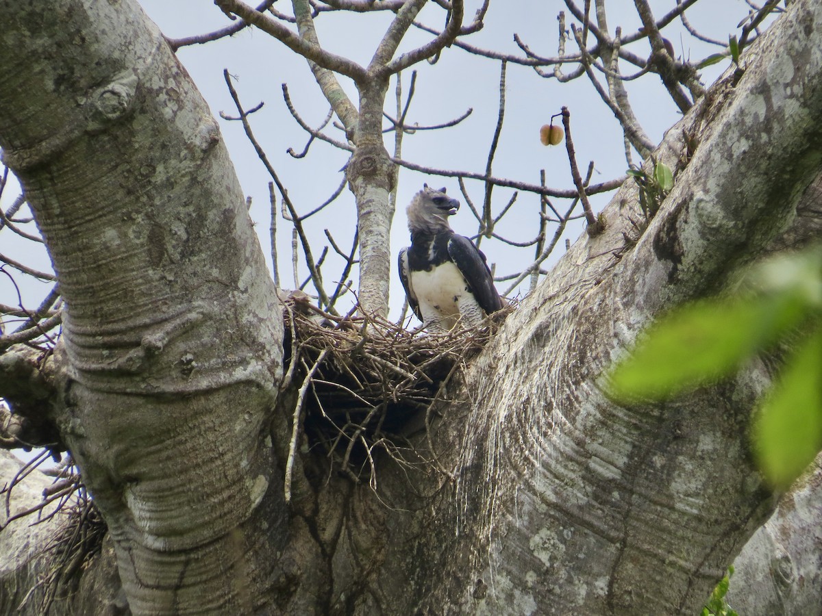 Harpy Eagle - ML617100960