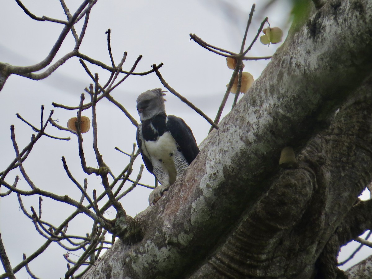 Harpy Eagle - ML617100962