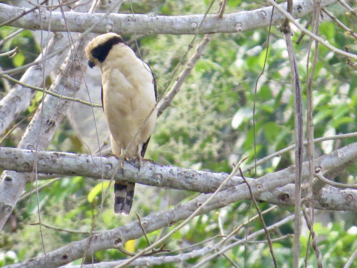 Laughing Falcon - ML617100973