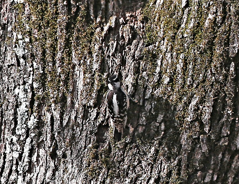 Hairy Woodpecker - ML617100984