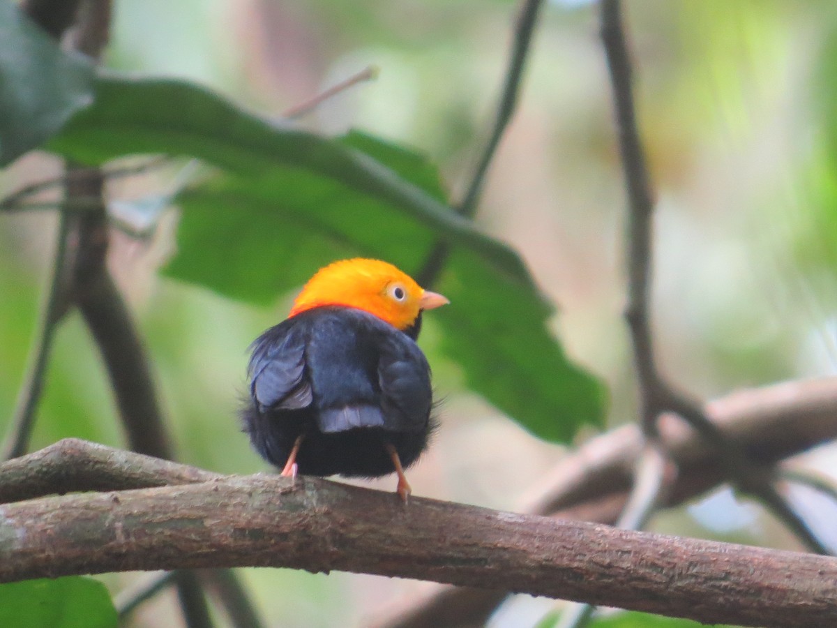 Golden-headed Manakin - ML617100988