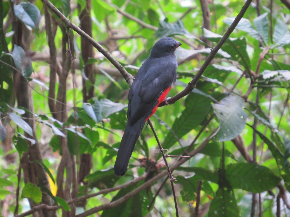 Slaty-tailed Trogon (Massena) - ML617100995