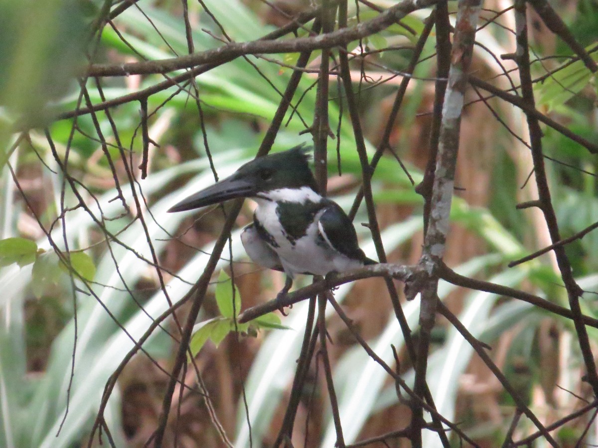 Amazon Kingfisher - ML617101030