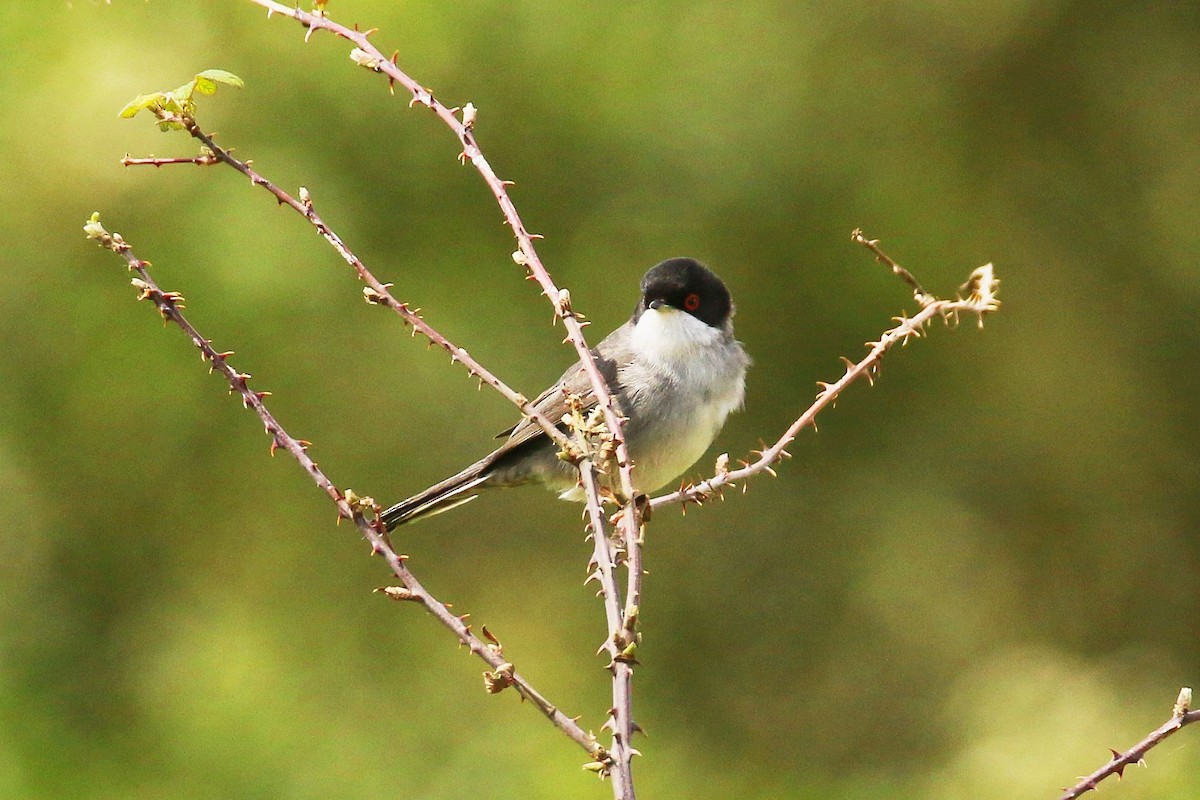 Curruca Cabecinegra - ML617101043