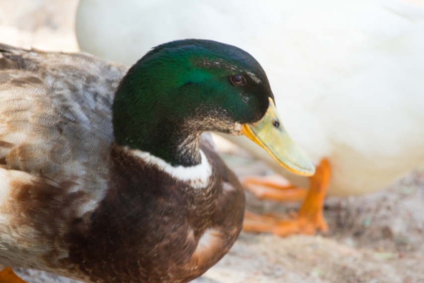 Mallard (Domestic type) - Edgar Knapp Uranga