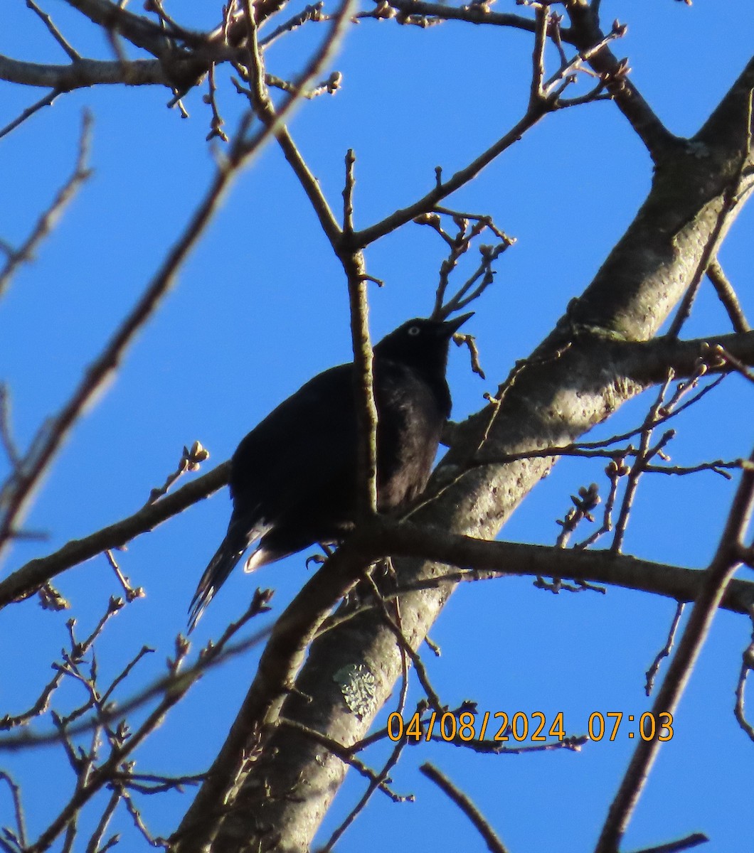 Rusty Blackbird - ML617101100