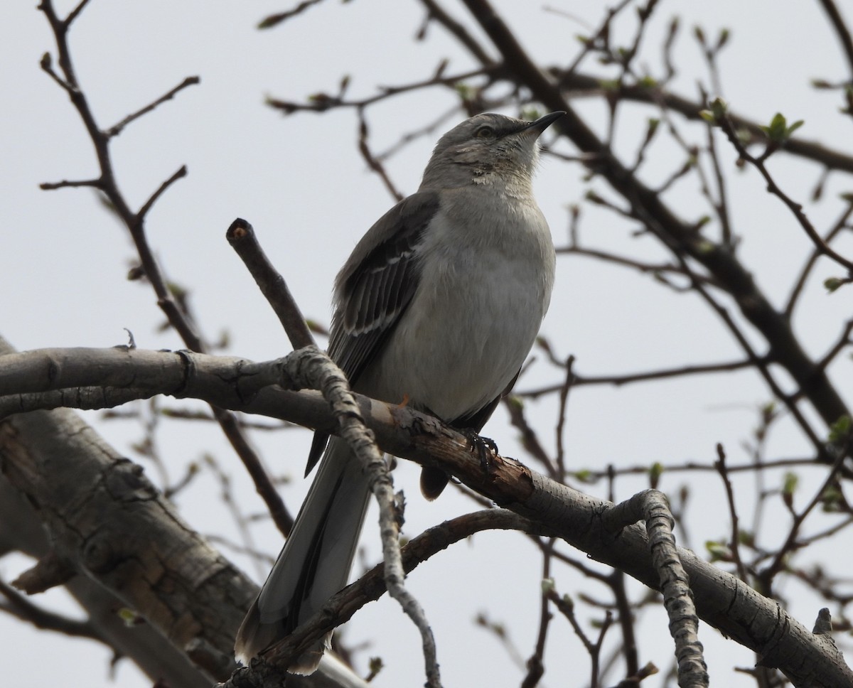 Northern Mockingbird - ML617101137