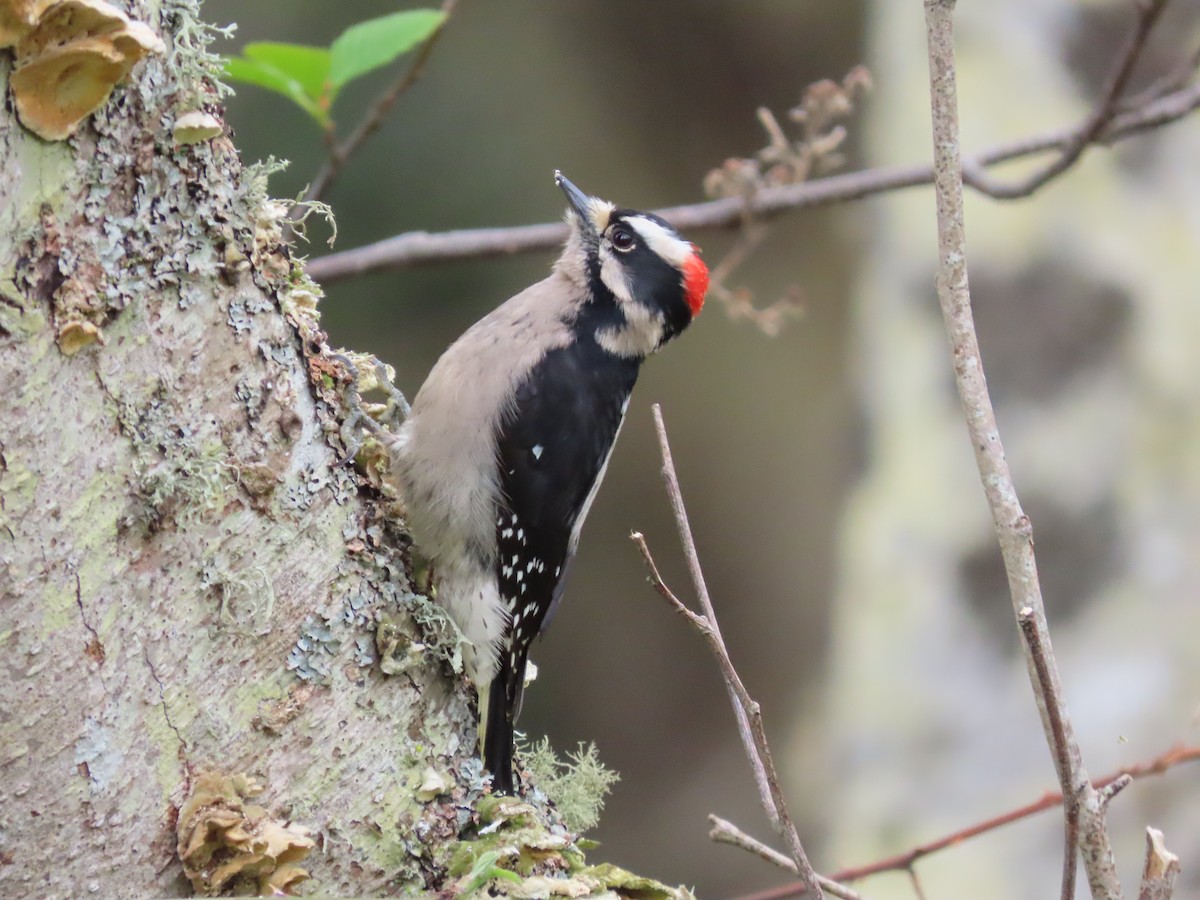 Downy Woodpecker - ML617101143