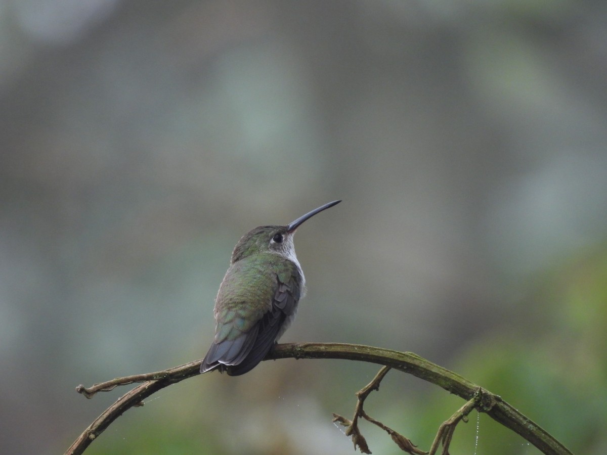 White-bellied Hummingbird - ML617101274