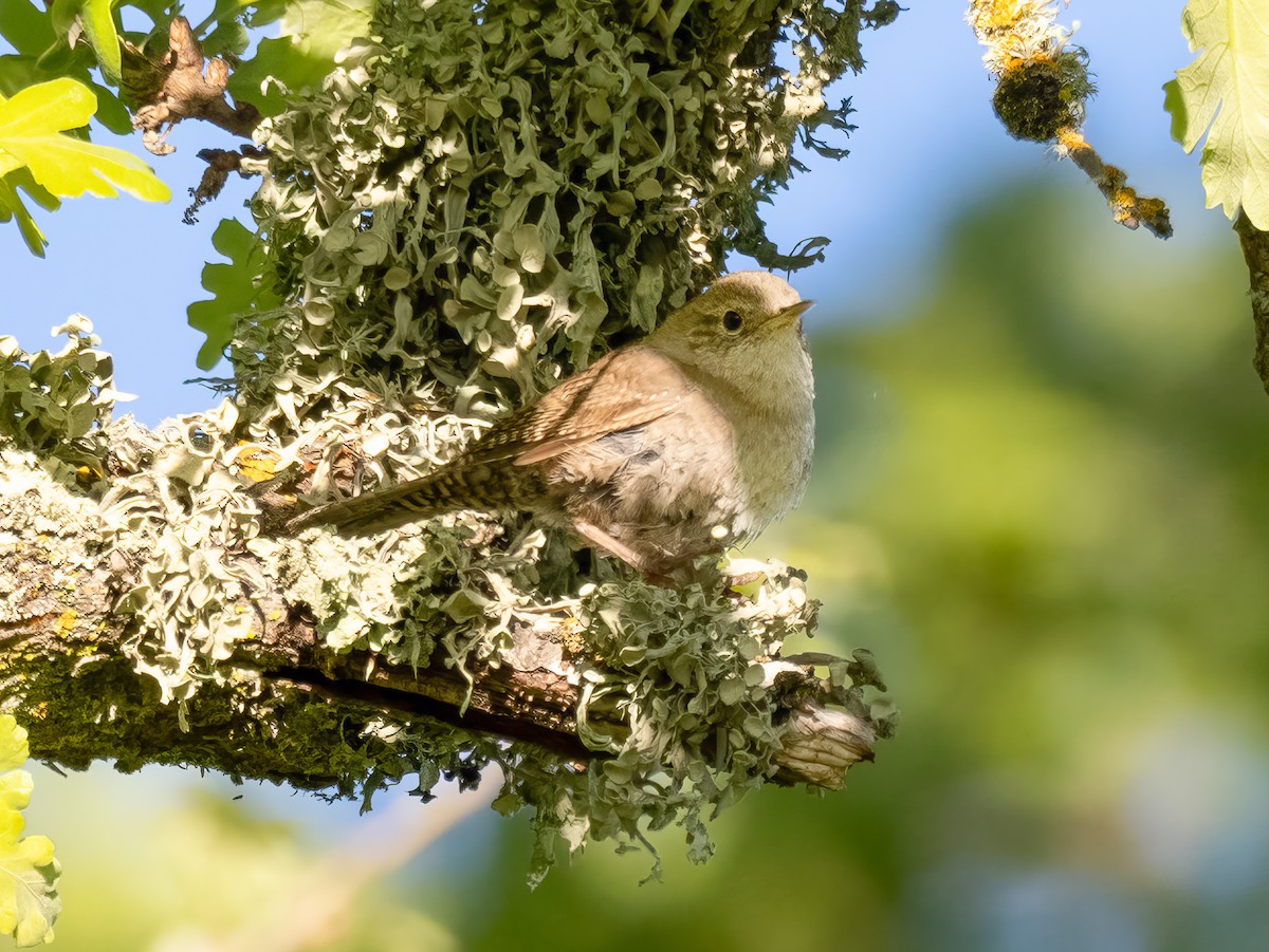 House Wren - Deanne Tucker