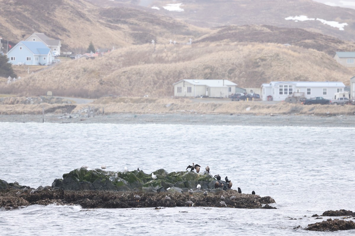 Double-crested Cormorant - ML617101344