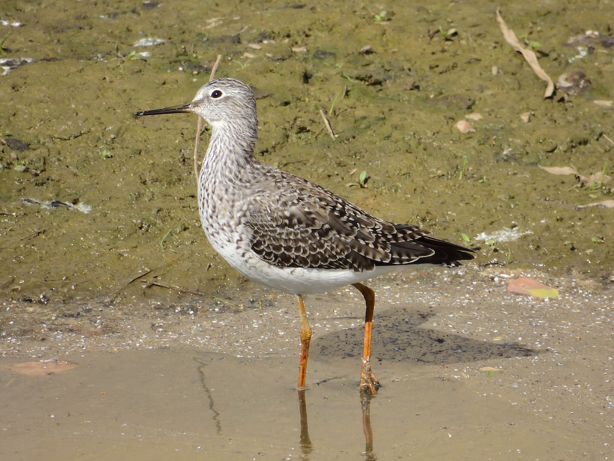 Lesser Yellowlegs - ML617101381