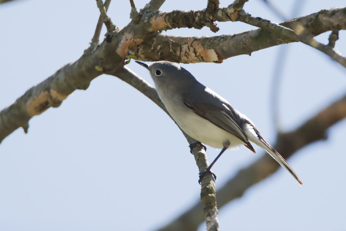 Blue-gray Gnatcatcher - ML617101382