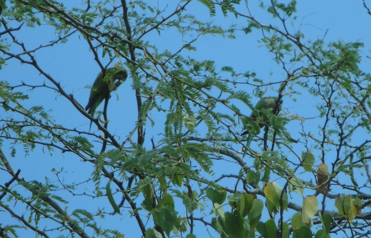 Monk Parakeet - ML617101396