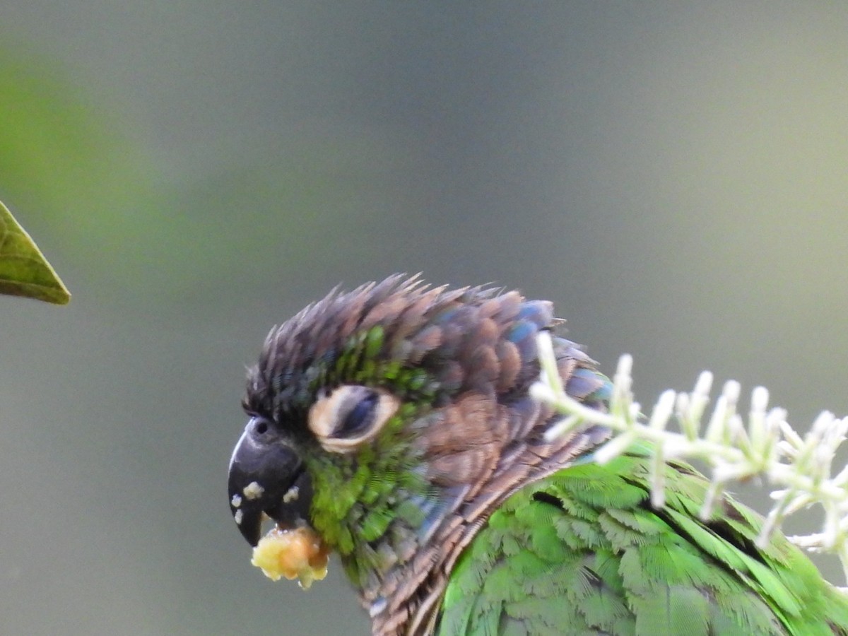 Green-cheeked Parakeet - Charles Trent