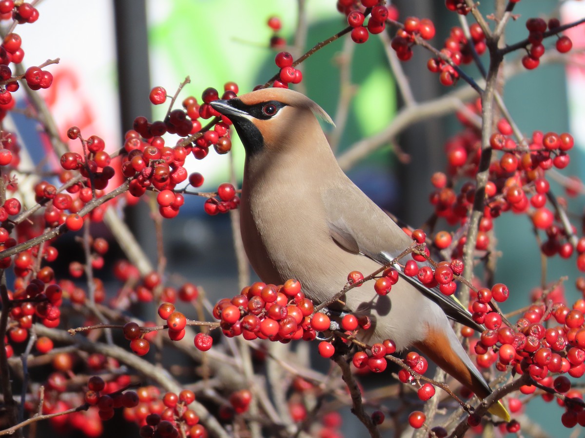 Bohemian Waxwing - David Williams