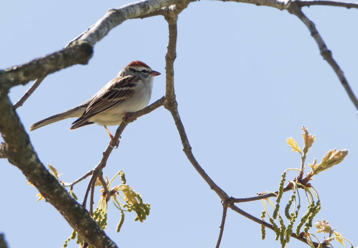 Chipping Sparrow - ML617101408