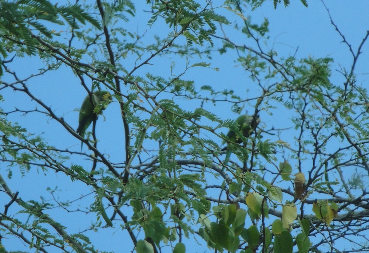 Monk Parakeet - ML617101414