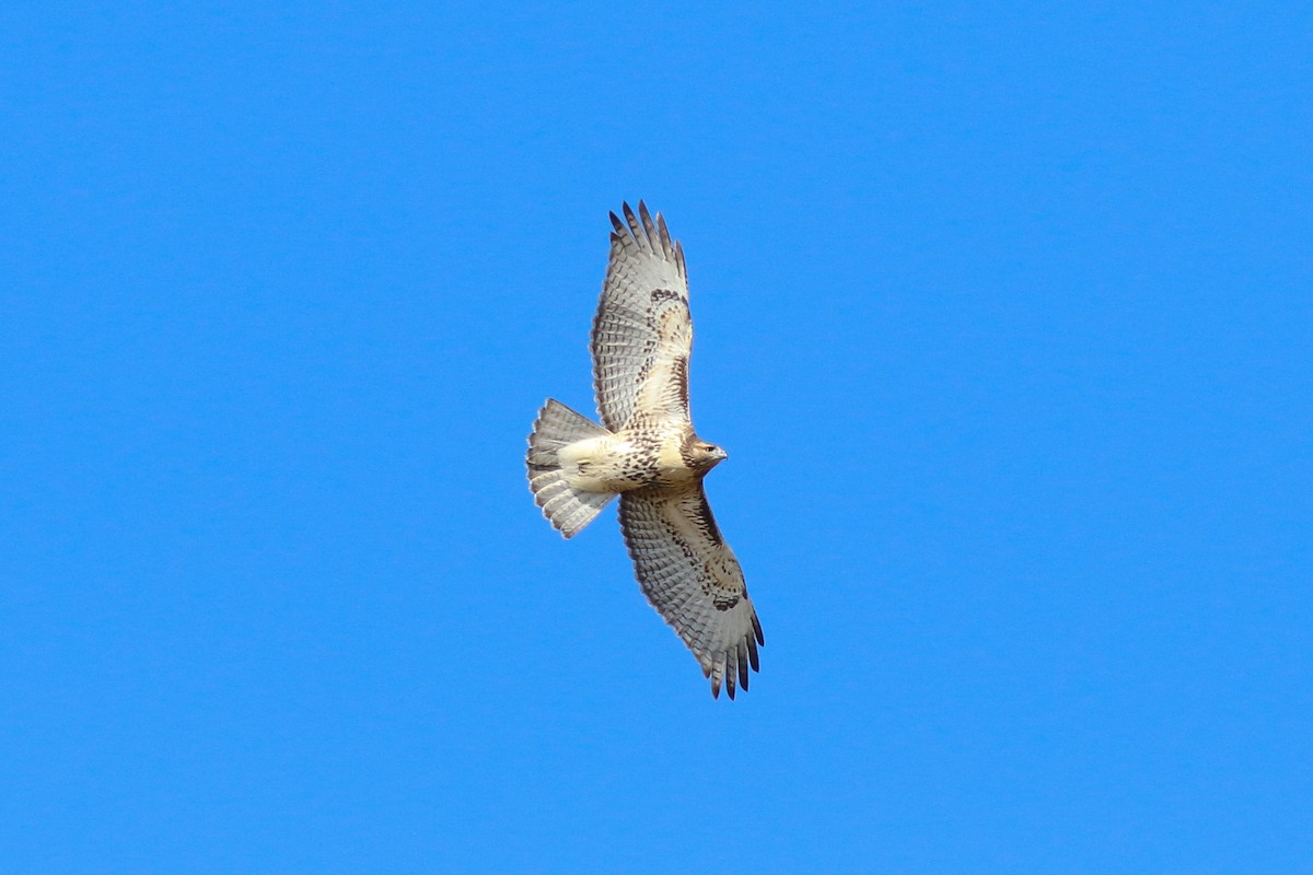 Buse à queue rousse - ML617101419