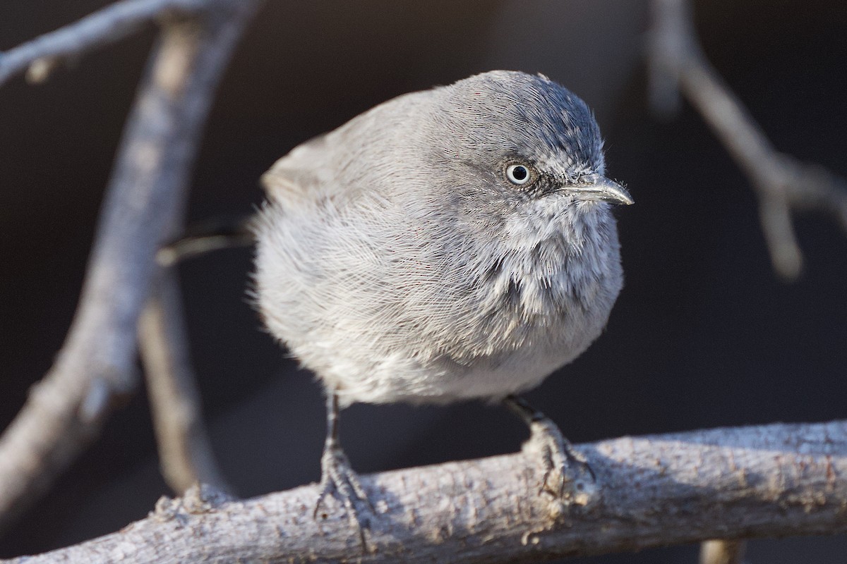 Chestnut-vented Warbler - ML617101426