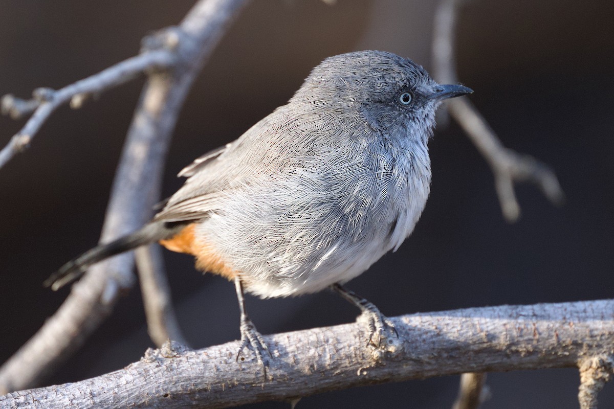 Chestnut-vented Warbler - ML617101427