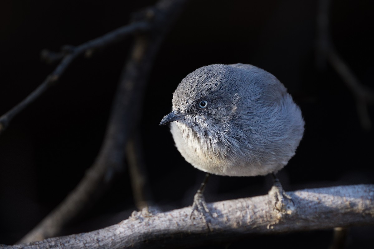 Chestnut-vented Warbler - ML617101428