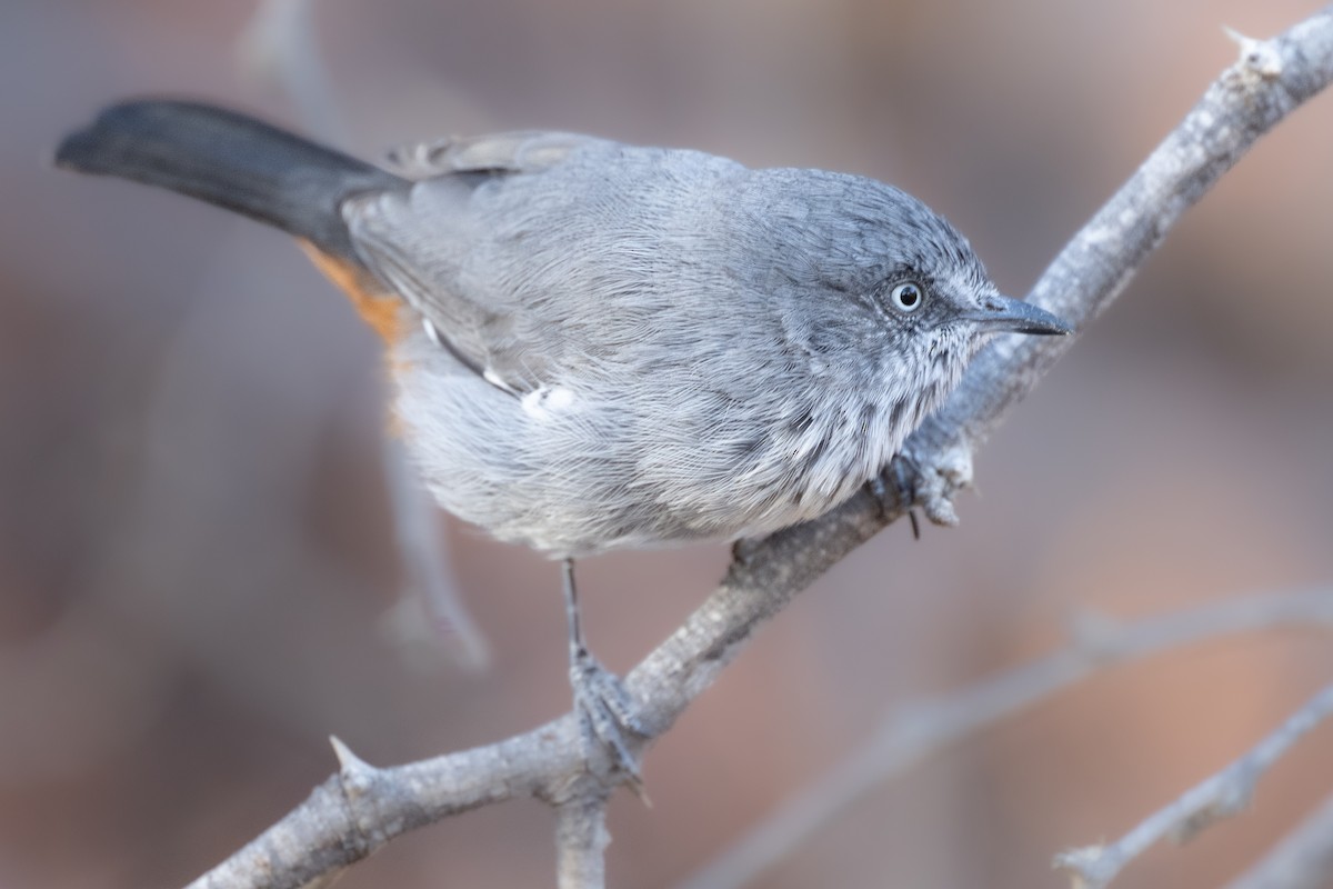 Chestnut-vented Warbler - ML617101429