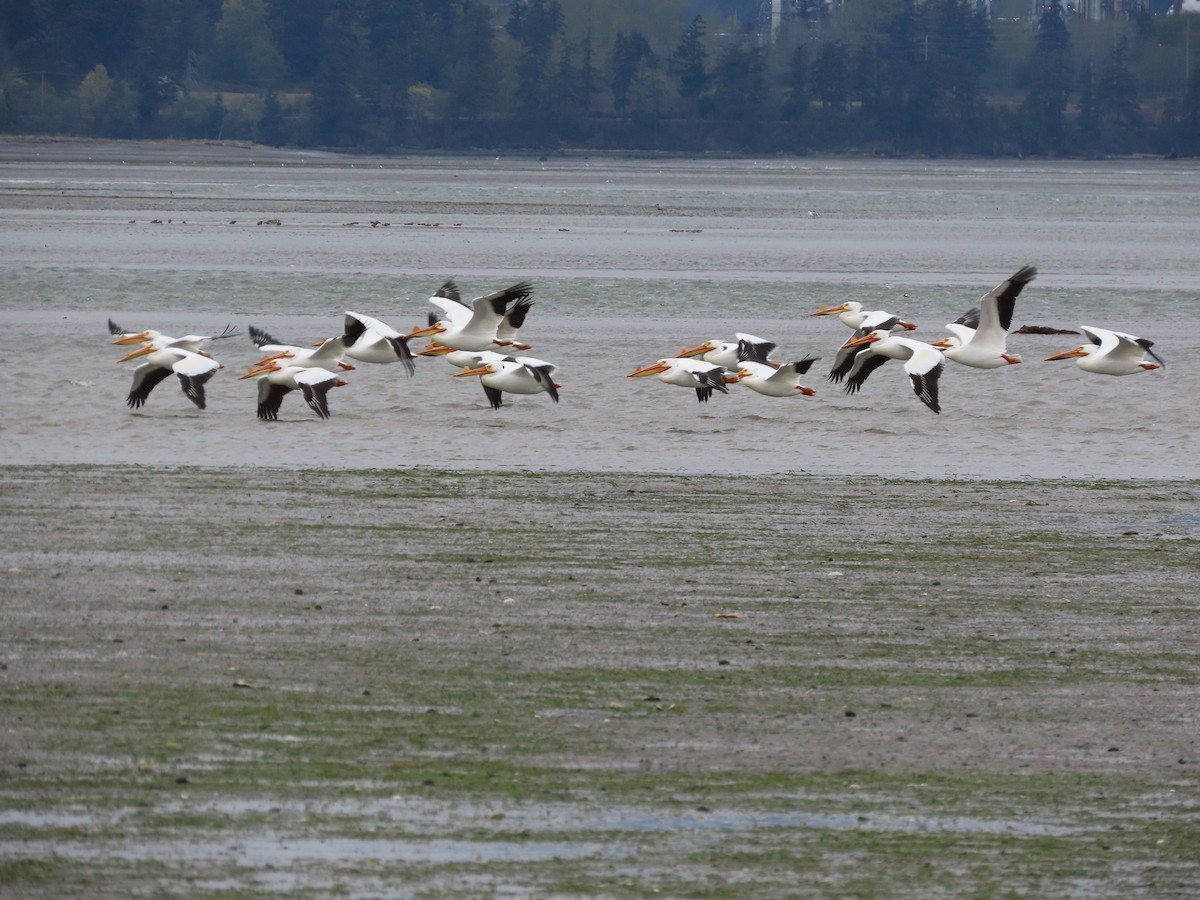 American White Pelican - Cordia Sammeth