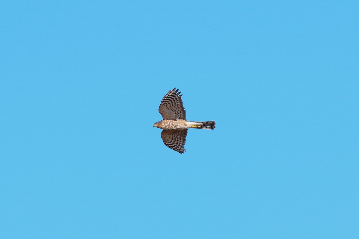 Sharp-shinned Hawk (Northern) - ML617101511