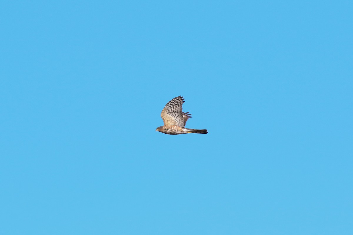 Sharp-shinned Hawk (Northern) - ML617101512