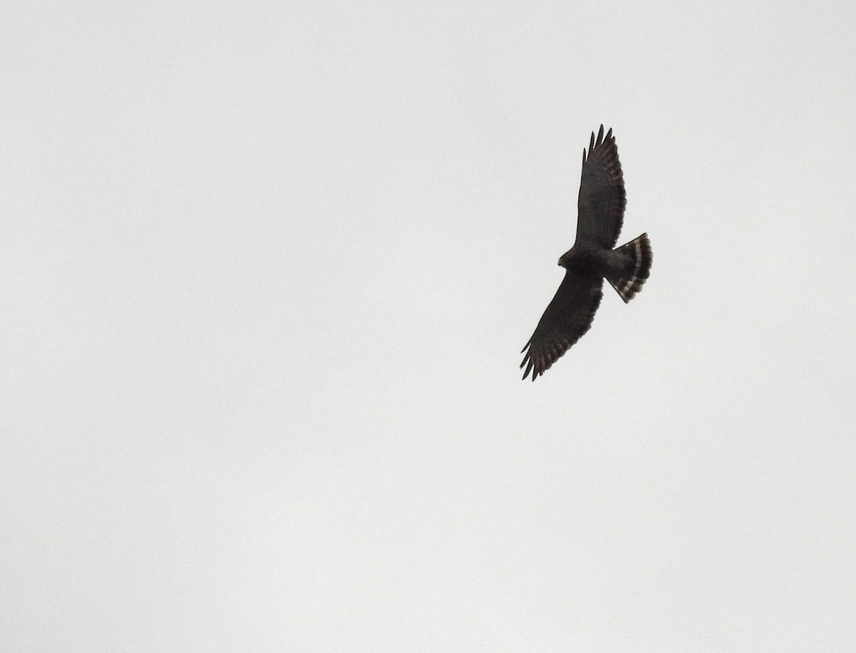 Broad-winged Hawk - ML617101523