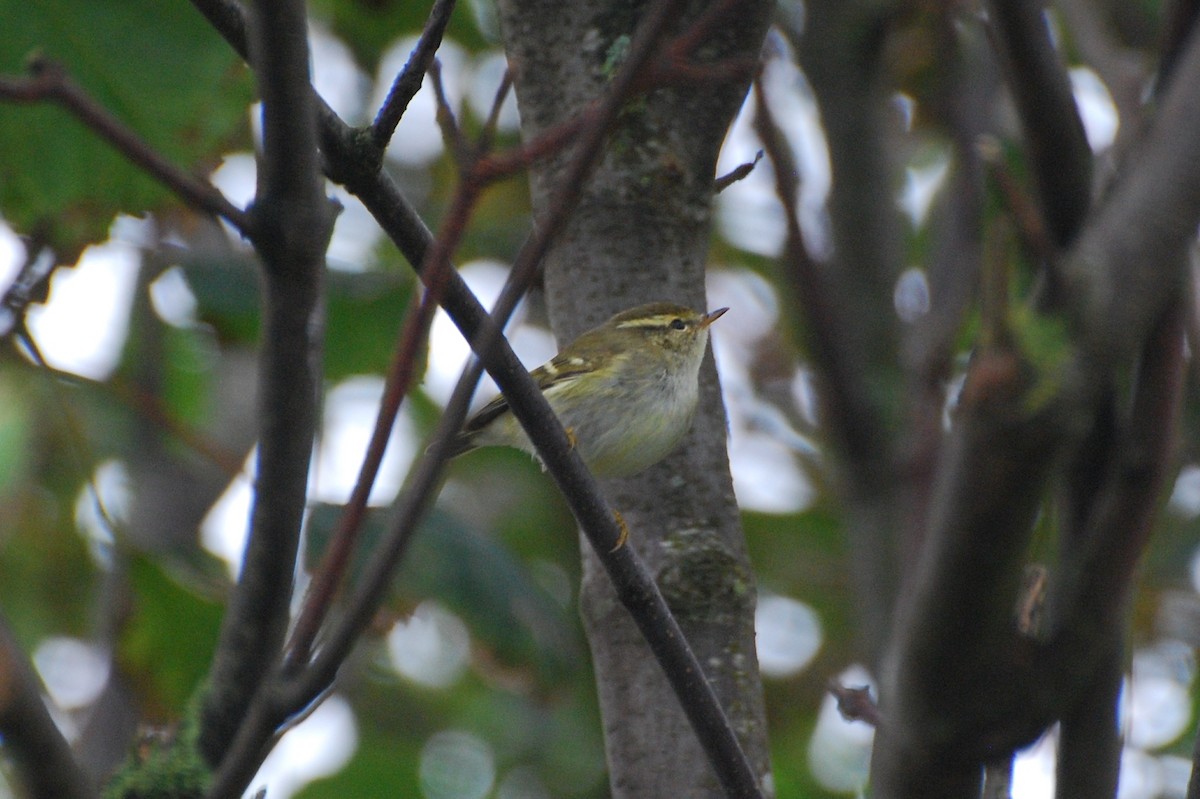 Mosquitero Bilistado - ML617101555