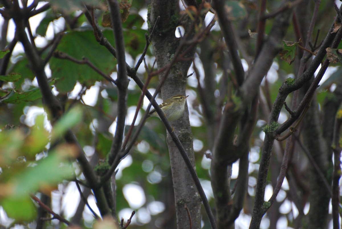 Mosquitero Bilistado - ML617101556