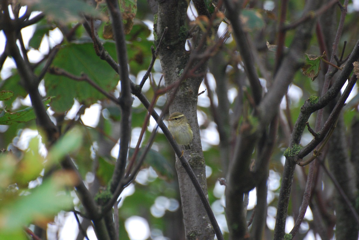 Mosquitero Bilistado - ML617101557