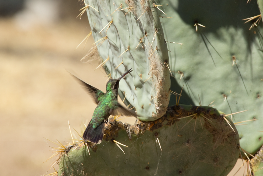 Broad-billed Hummingbird - ML617101605