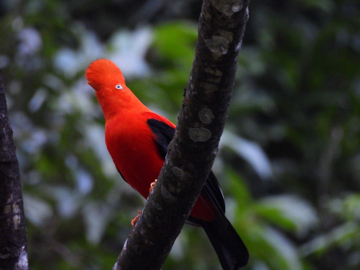 Andean Cock-of-the-rock - Charles Trent