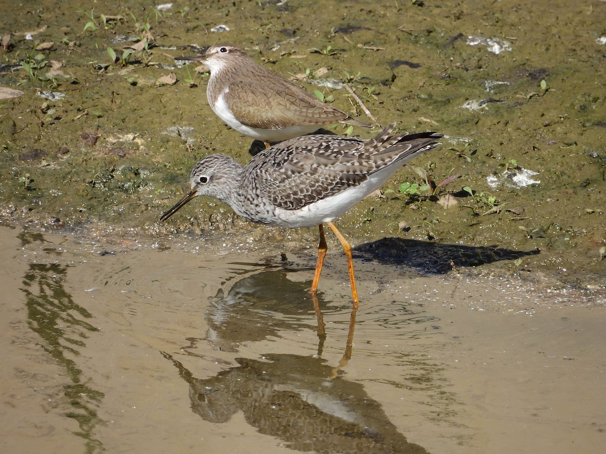 Lesser Yellowlegs - ML617101612