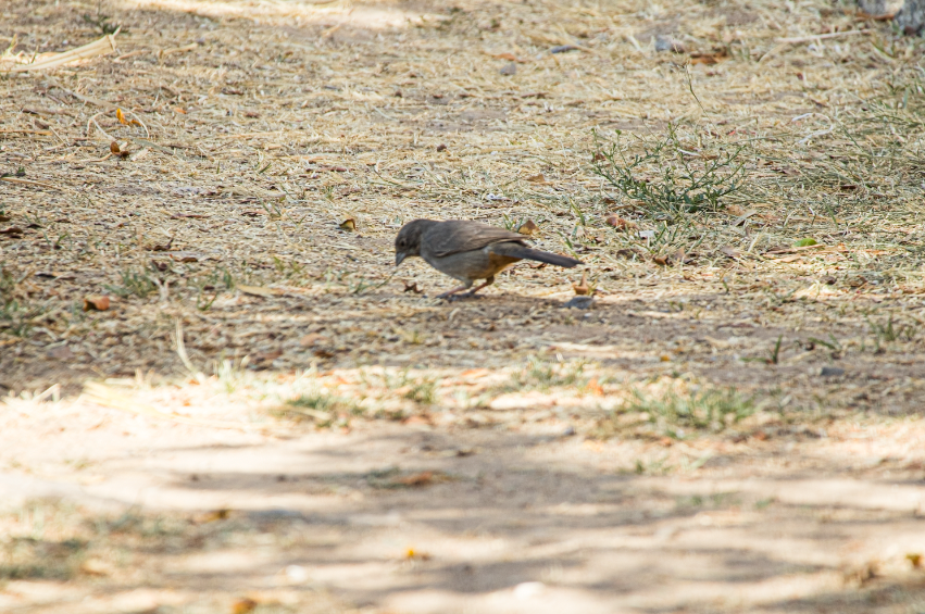 Canyon Towhee - ML617101614