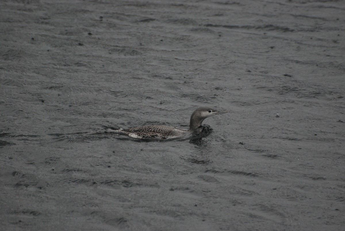 Red-throated Loon - Ryan Irvine