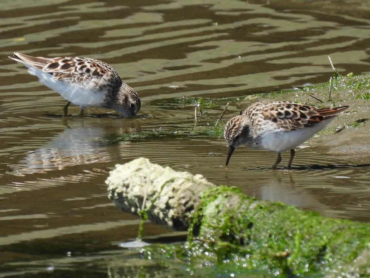 Least Sandpiper - ML617101670