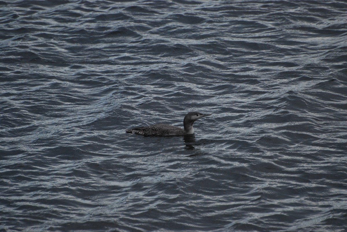 Red-throated Loon - Ryan Irvine