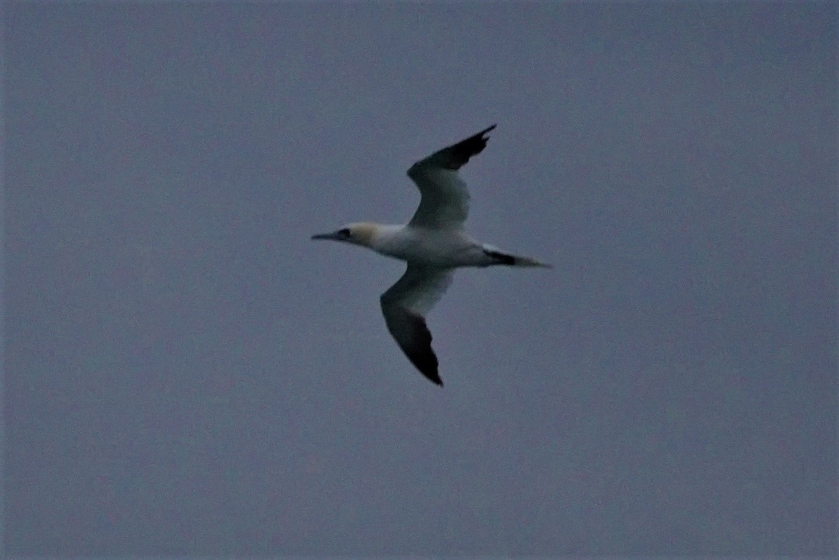 Northern Gannet - ML617101697